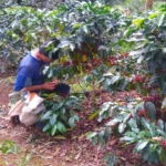 Café Tostado Peruano Monte Karlo