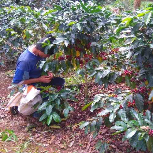 Café Tostado Peruano Monte Karlo