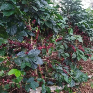 Café Tostado Peruano Monte Karlo