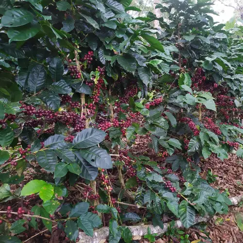 Café Tostado Peruano Monte Karlo
