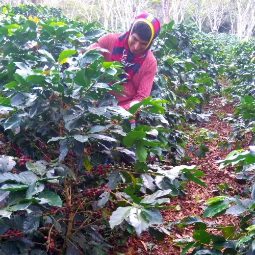 Café Tostado Peruano Monte Karlo