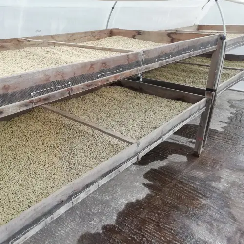 Café Tostado Peruano Monte Karlo