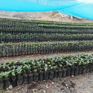 Café Tostado Peruano Monte Karlo