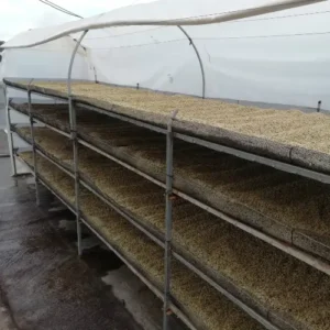 Café Tostado Peruano Monte Karlo