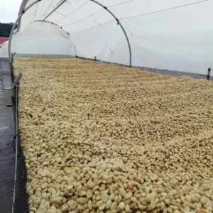 Café Tostado Peruano Monte Karlo