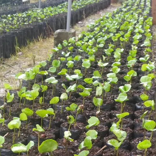 Café Tostado Peruano Monte Karlo