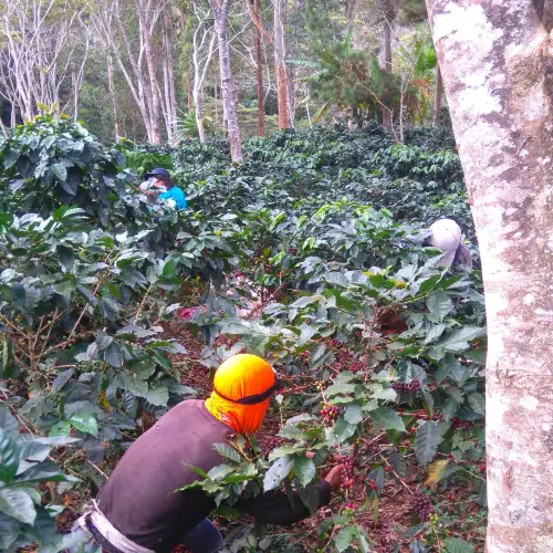 Café Tostado Peruano Monte Karlo