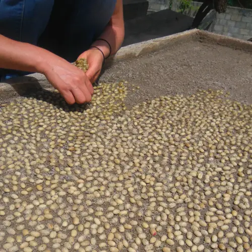 Café Tostado Peruano Monte Karlo