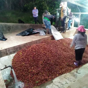 Café Tostado Peruano Monte Karlo